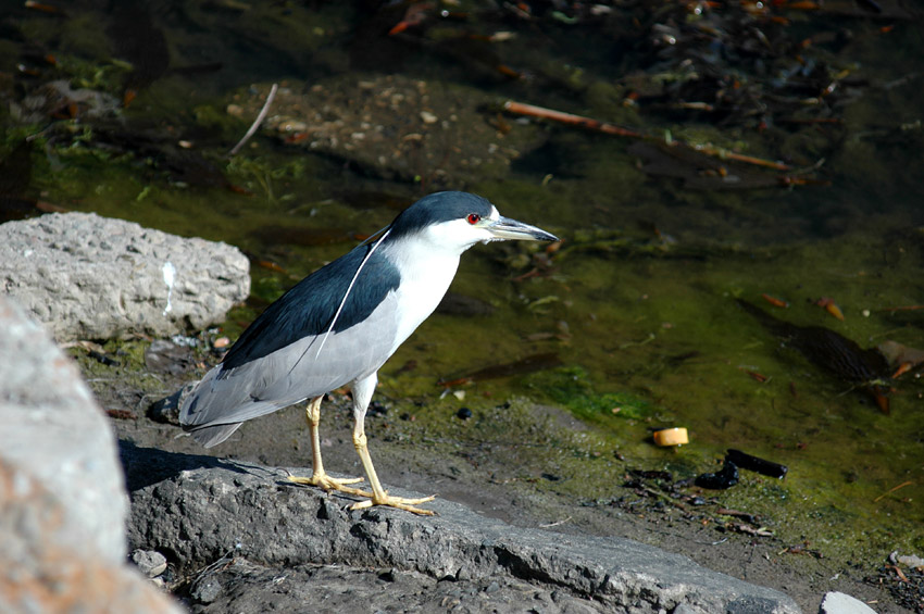 Kvako non (Black-crowned Night Heron)