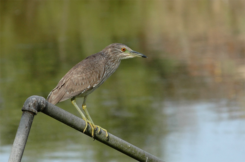 Kvako non (Black-crowned Night Heron)