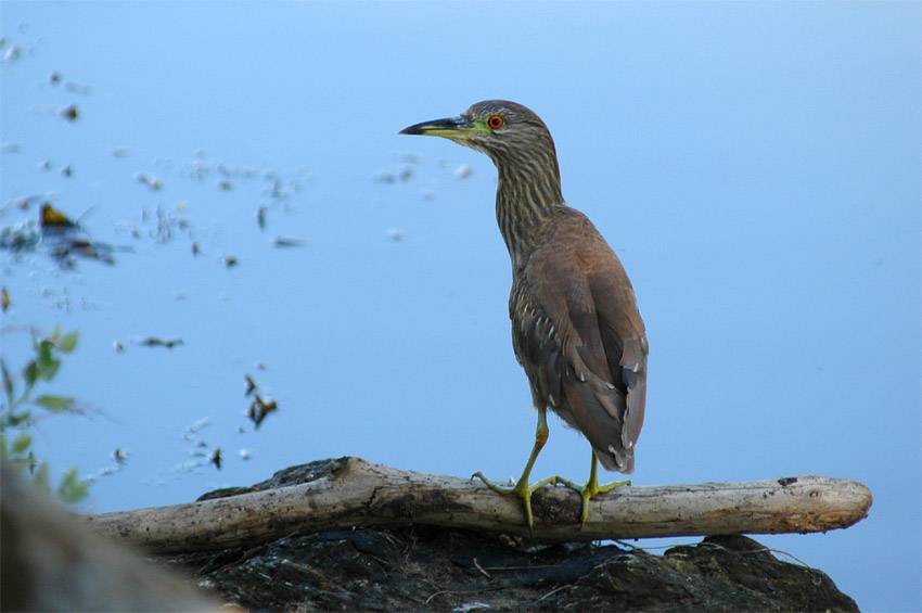 Kvako non (Black-crowned Night Heron)