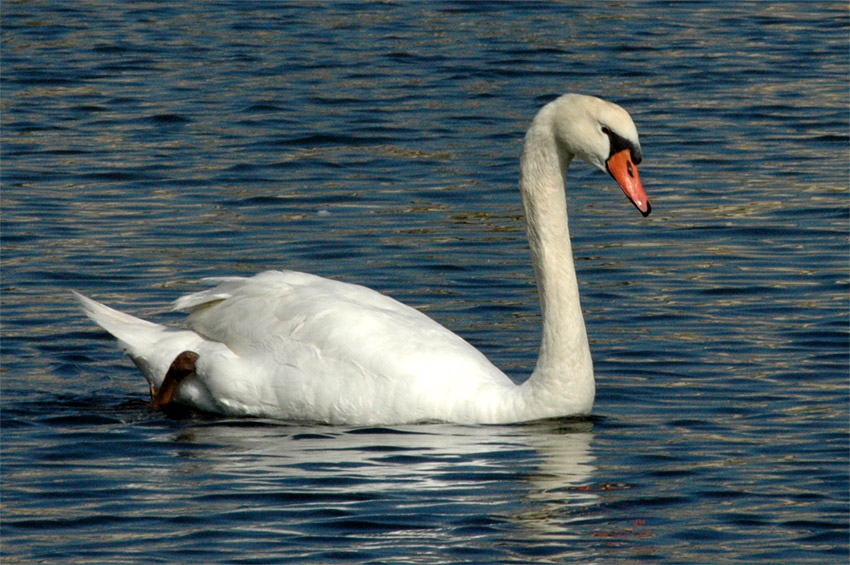 Labu velk (Mute Swan)