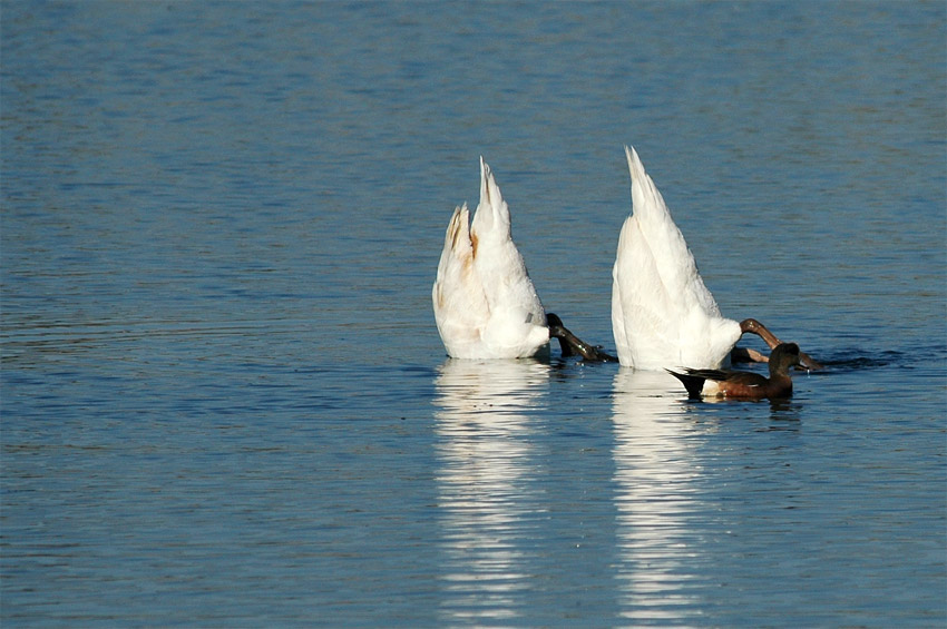 Labu velk (Mute Swan)