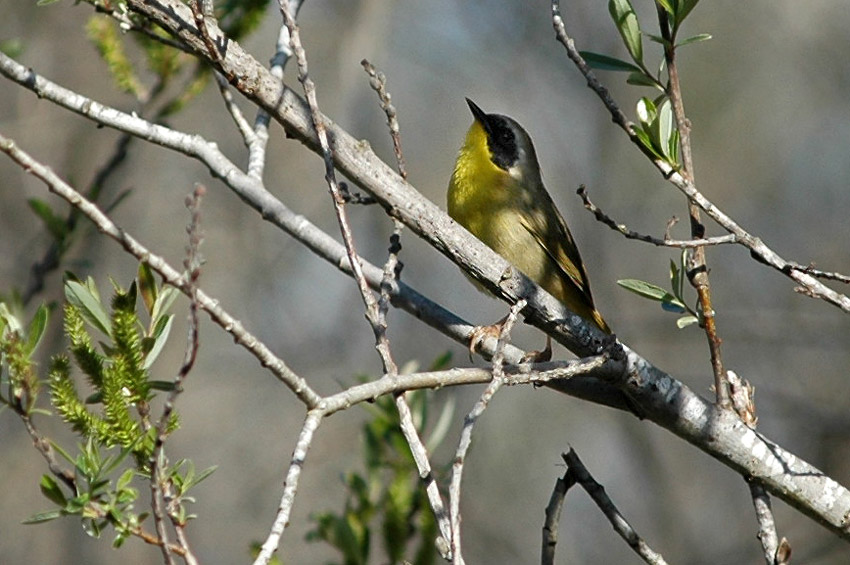 Lesek lutohrdl (Common Yellowthroat)