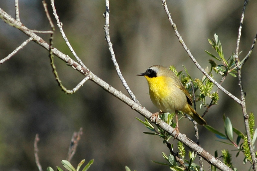 Lesek lutohrdl (Common Yellowthroat)