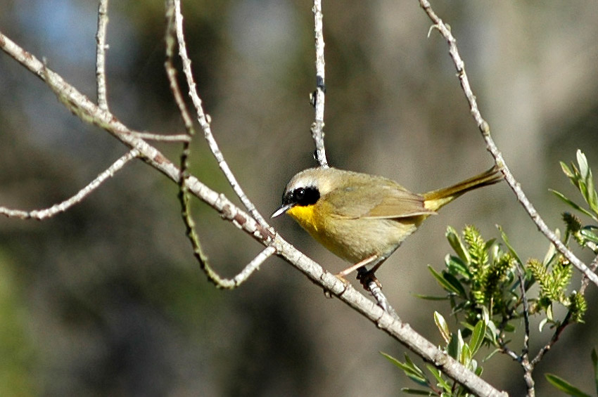 Lesek lutohrdl (Common Yellowthroat)