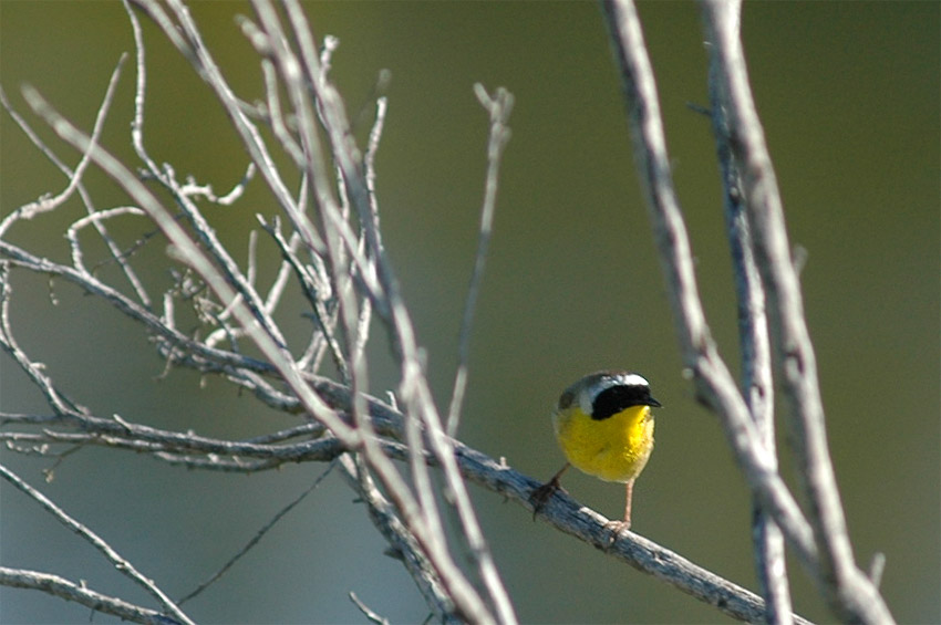 Lesek lutohrdl (Common Yellowthroat)