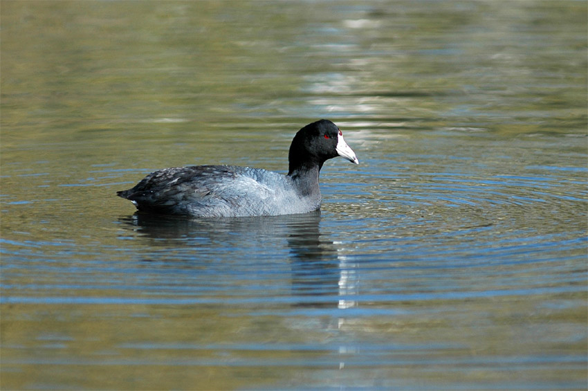 Lyska americk (American Coot)