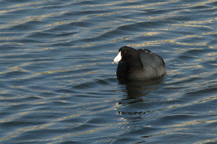 Lyska americk (American Coot)