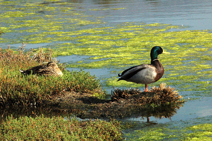 Kachna divok (Mallard)