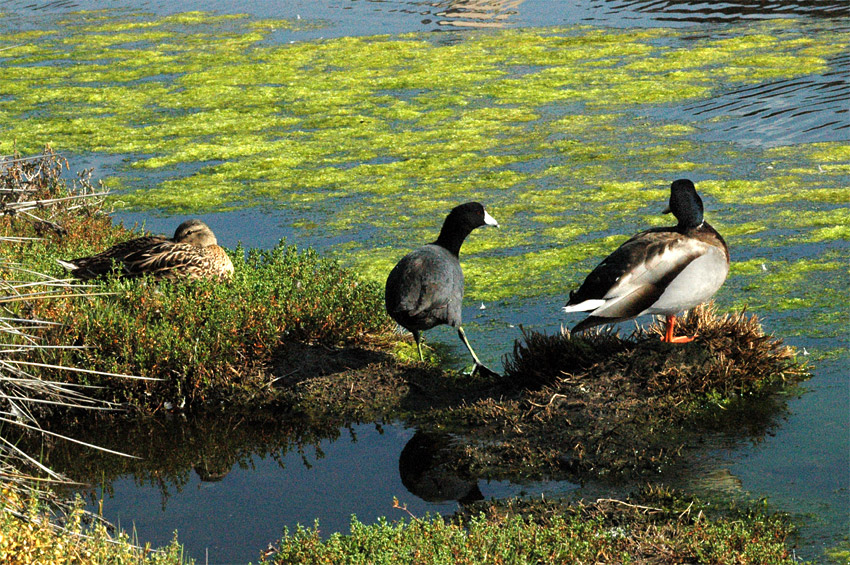 Kachna divok (Mallard)