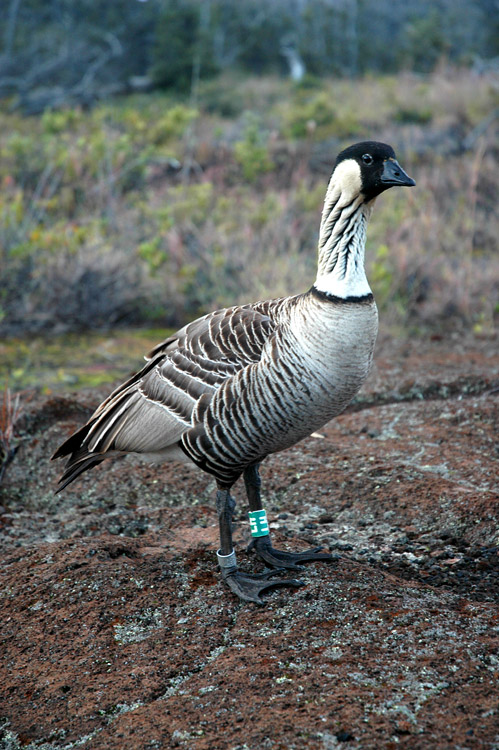 Berneka havajsk (Hawaiian Goose)