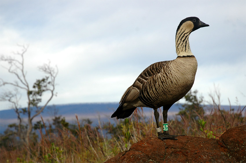 Berneka havajsk (Hawaiian Goose)