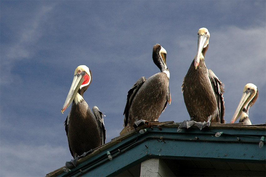 Pelikn hnd (Brown Pelican)