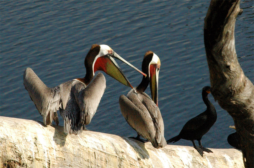 Pelikn hnd (Brown Pelican)