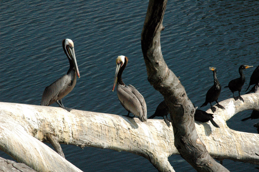 Pelikn hnd (Brown Pelican)