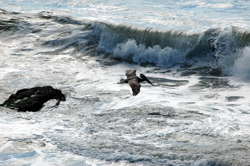 Pelikn hnd (Brown Pelican)