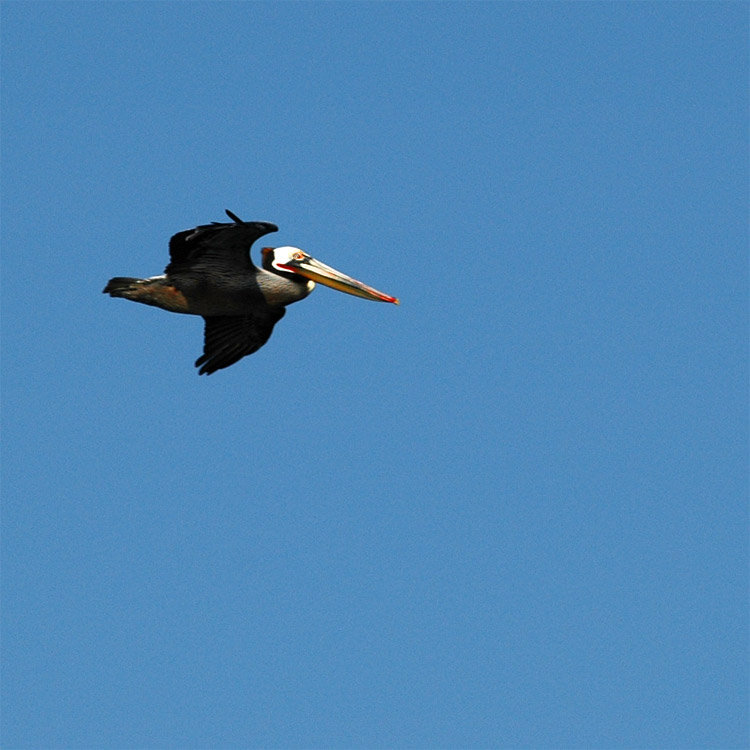 Pelikn hnd (Brown Pelican)