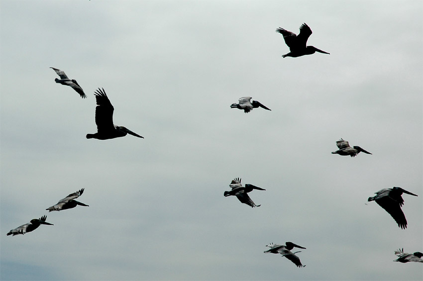 Pelikn hnd (Brown Pelican)