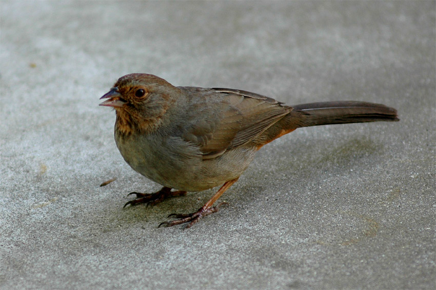 Pipilo kalifornsk (California Towhee)