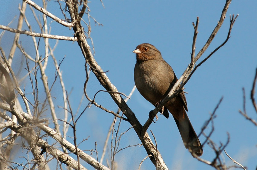 Pipilo kalifornsk (California Towhee)