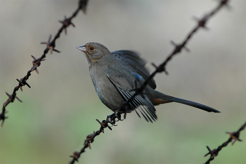 Pipilo kalifornsk (California Towhee)