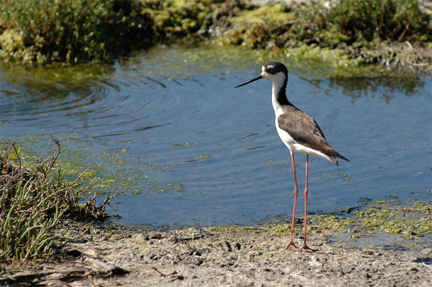 Pisila karibsk  (Black-necked Stilt)