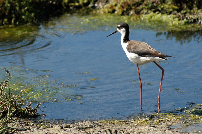 Pisila karibsk  (Black-necked Stilt)