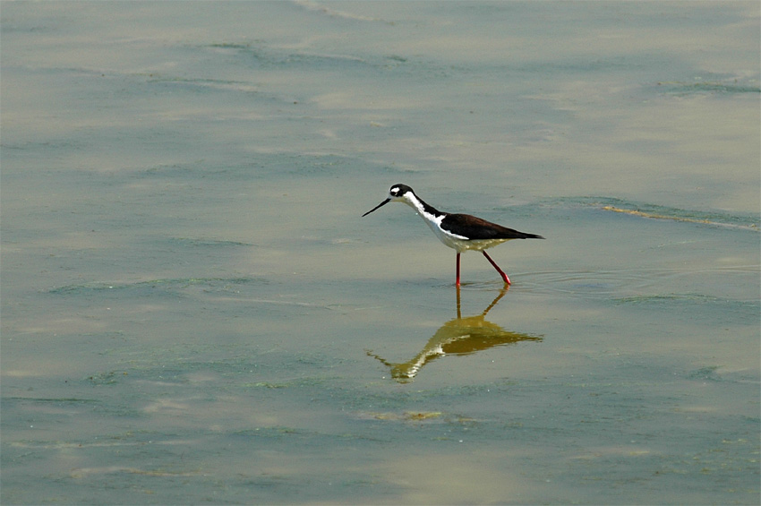 Pisila karibsk  (Black-necked Stilt)