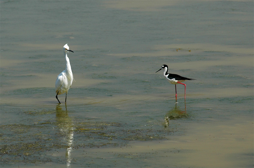 Pisila karibsk  (Black-necked Stilt)