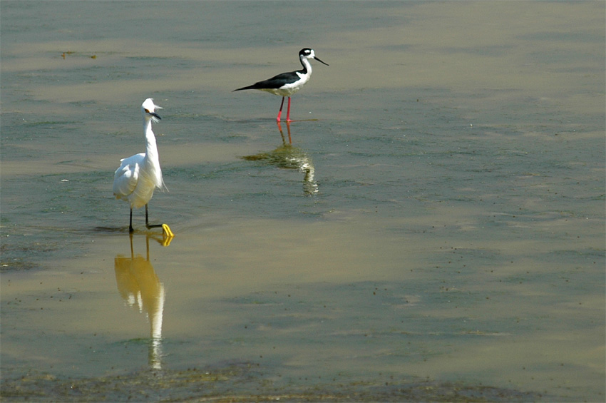 Pisila karibsk  (Black-necked Stilt)