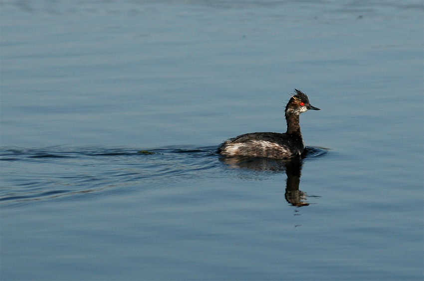 Potpka ernokrk  (Eared Grebe)