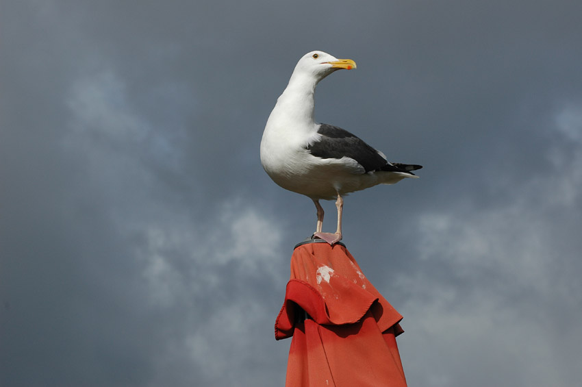 Racek (Gull)