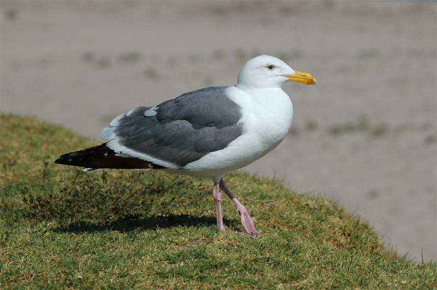 Racek (Gull)