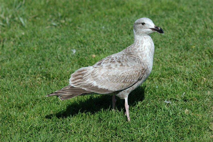 Racek (Gull)