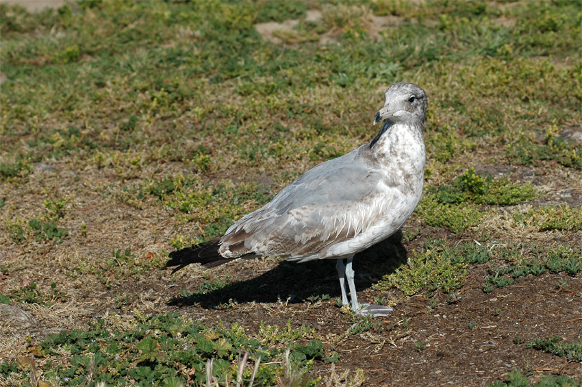 Racek (Gull)