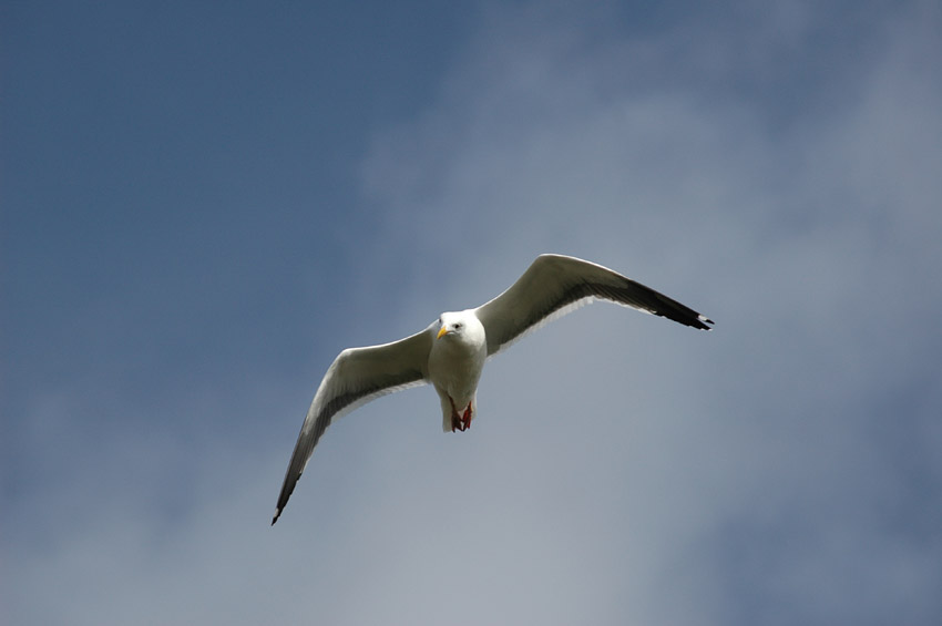 Racek (Gull)