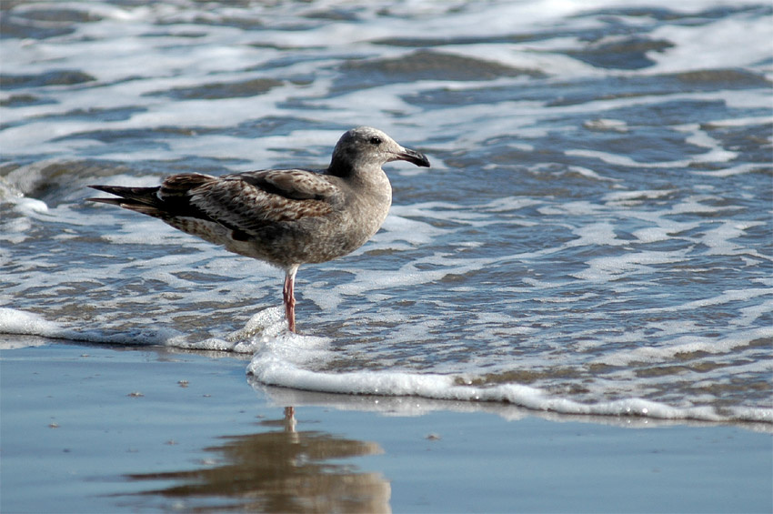 Racek (Gull)