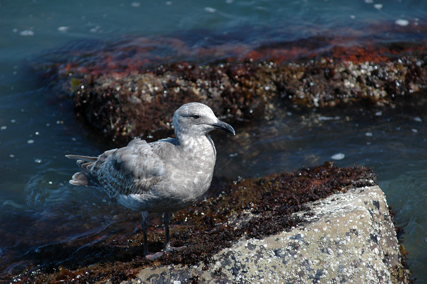 Racek (Gull)