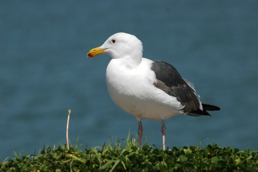 Racek (Gull)