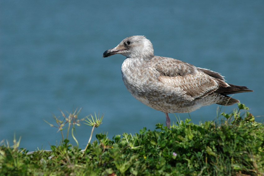 Racek (Gull)