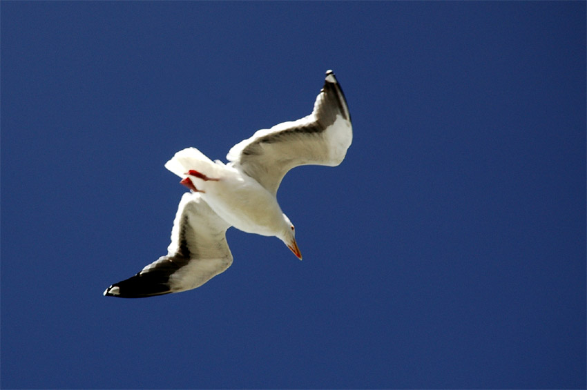 Racek (Gull)