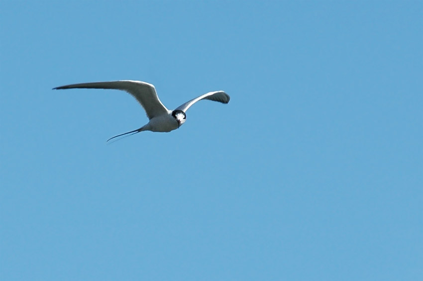 Rybák (Tern)