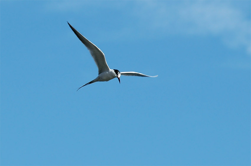 Rybák (Tern)
