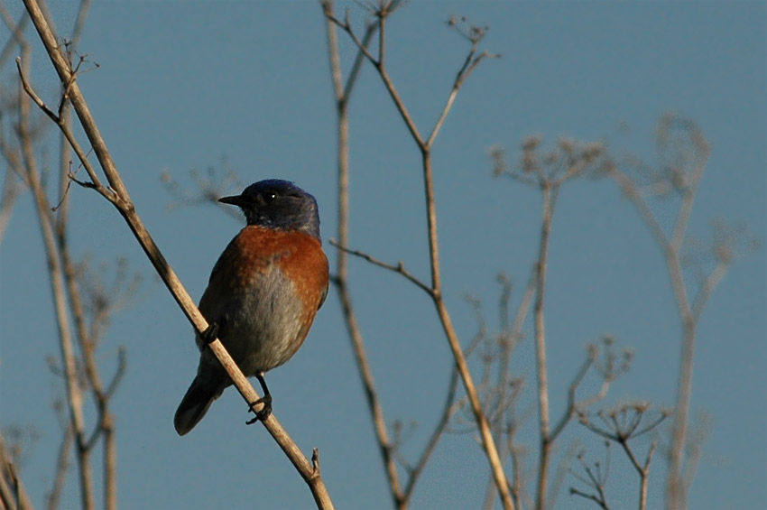 Salank zpadn (Western Bluebird)