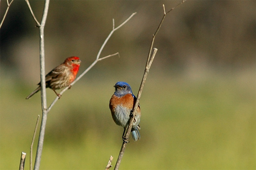 Salank zpadn (Western Bluebird)