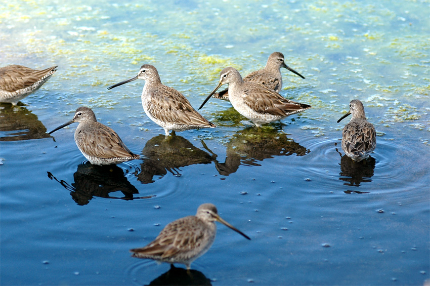 Slukovec dlouhozob (Long-billed Dowitcher)