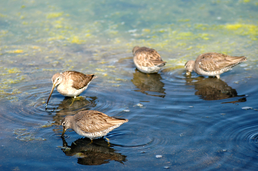 Slukovec dlouhozob (Long-billed Dowitcher)