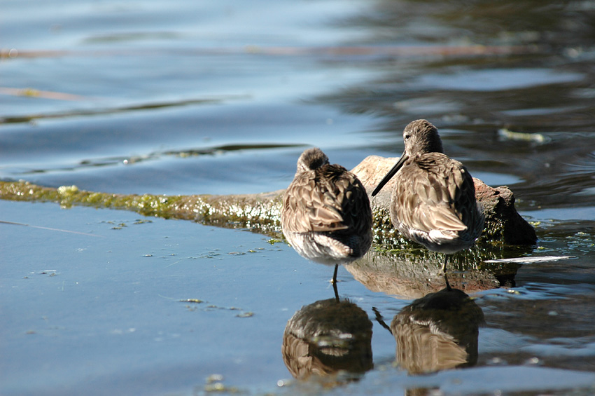 Slukovec dlouhozob (Long-billed Dowitcher)