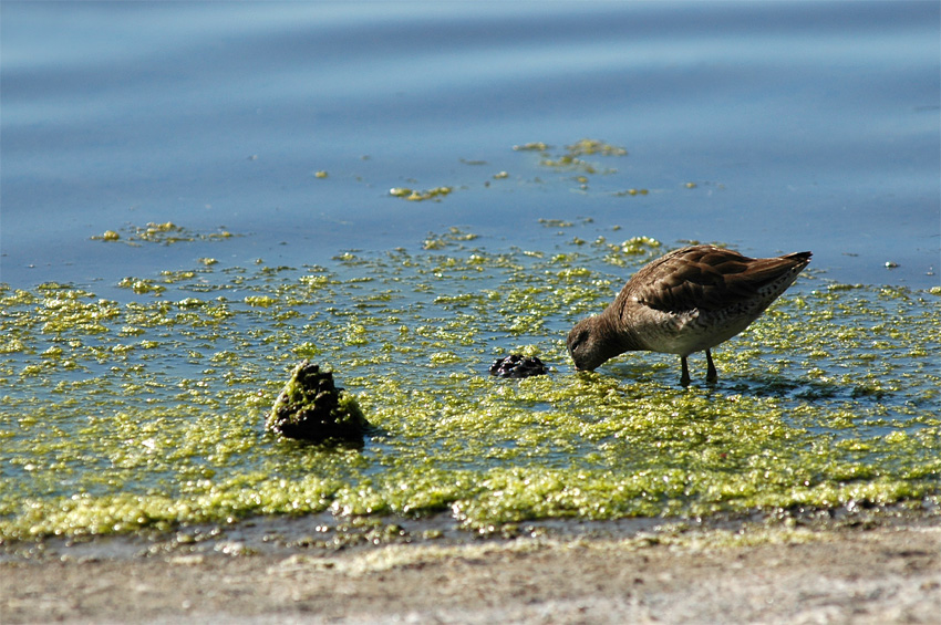 Slukovec dlouhozob (Long-billed Dowitcher)