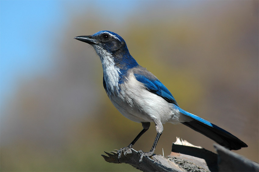 Sojka zpadn (Western Scrub-jay)