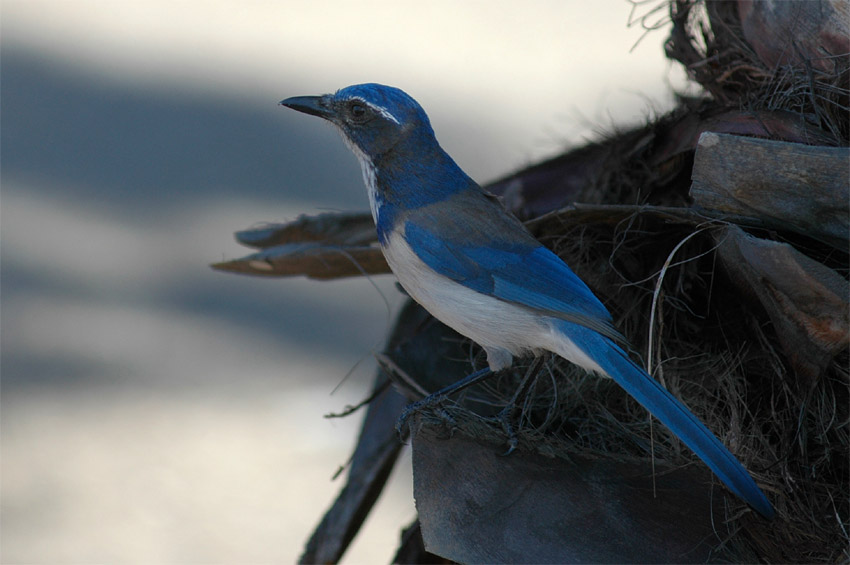 Sojka zpadn (Western Scrub-jay)